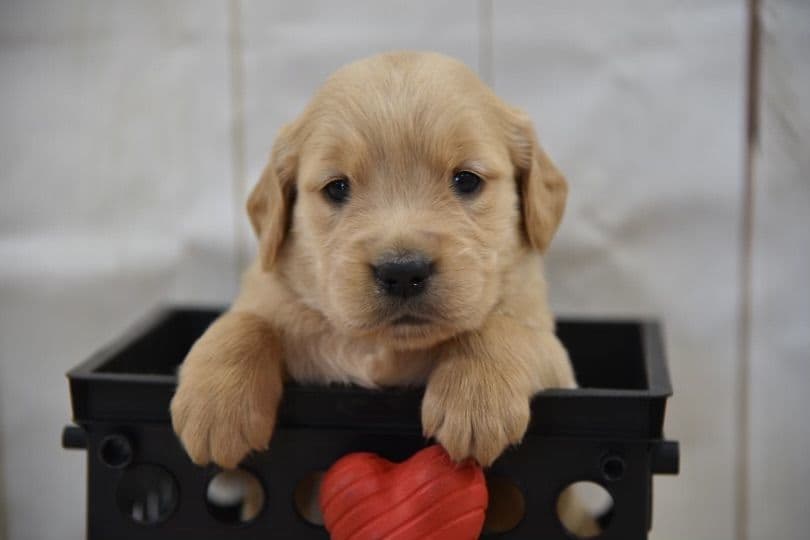 Golden Retriever Puppies breeder image 3