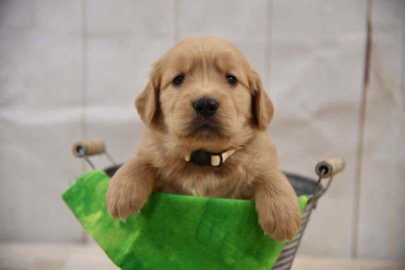 Golden Retriever Puppies breeder image 4