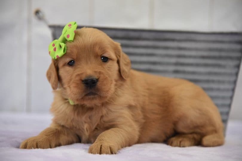 Golden Retriever Puppies breeder image 6