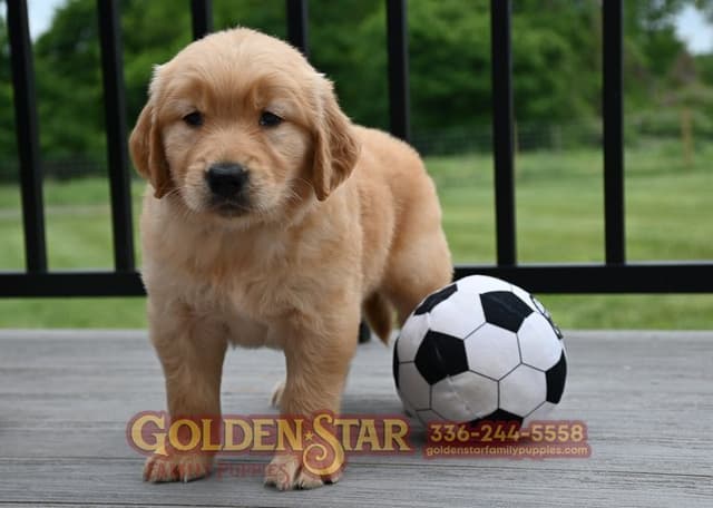 Golden Retriever Puppies media 2