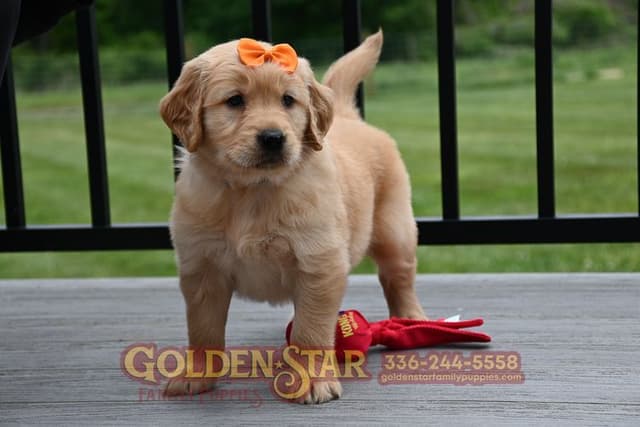 Golden Retriever Puppies media 7