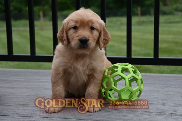 Golden Retriever Puppies media 4