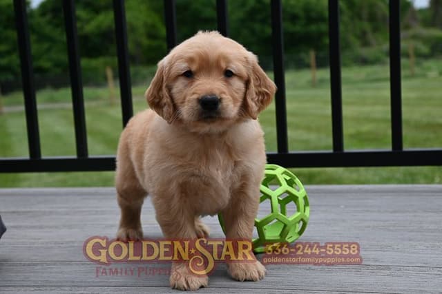 Golden Retriever Puppies media 11