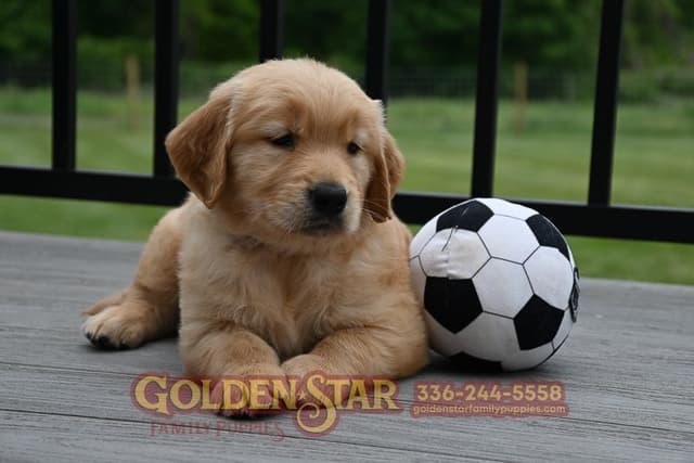 Golden Retriever Puppies media 9