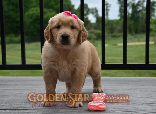 Golden Retriever Puppies media 3
