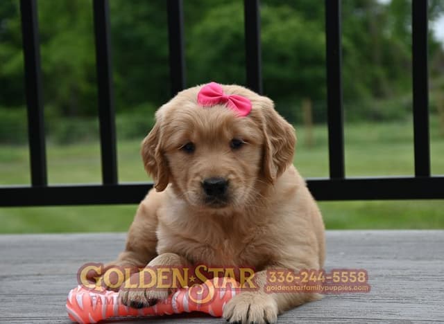 Golden Retriever Puppies media 8