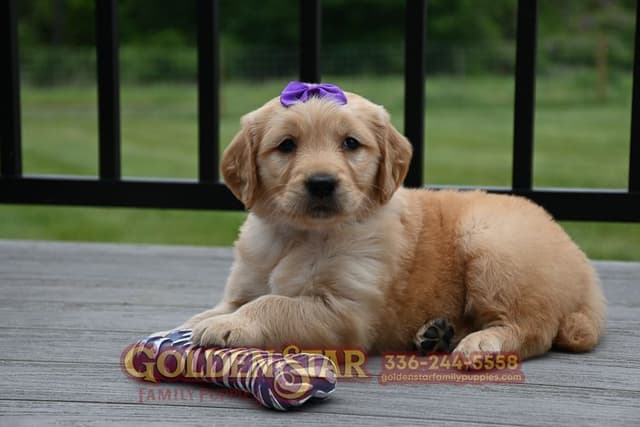 Golden Retriever Puppies media 6