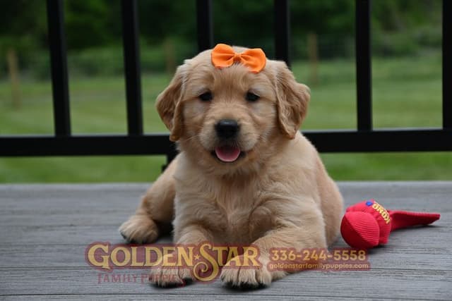 Golden Retriever Puppies media 5