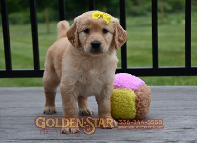 Golden Retriever Puppies media 10