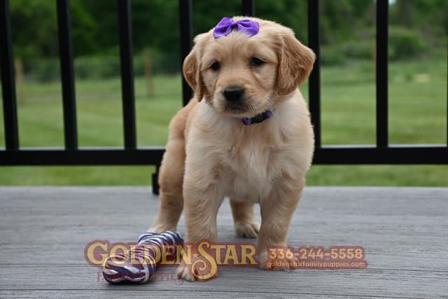 Golden Retriever Puppies media 12