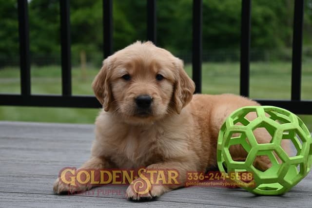 Golden Retriever Puppies media 15
