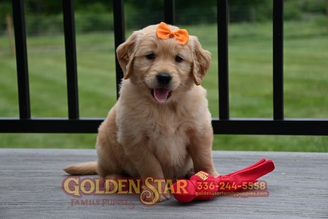 Golden Retriever Puppies media 17