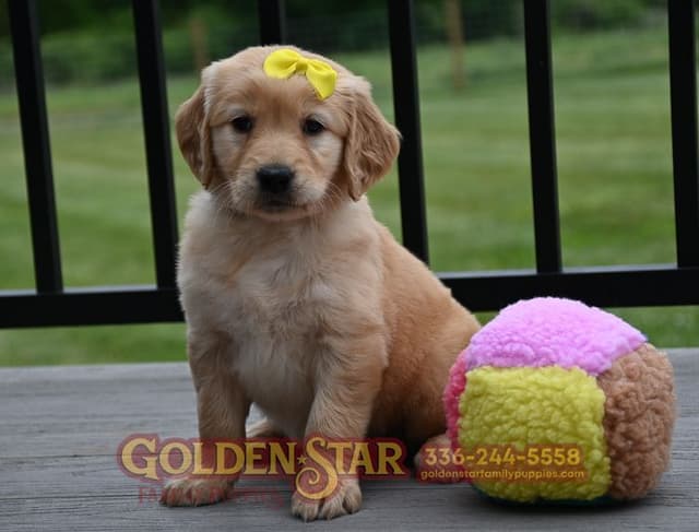 Golden Retriever Puppies media 13