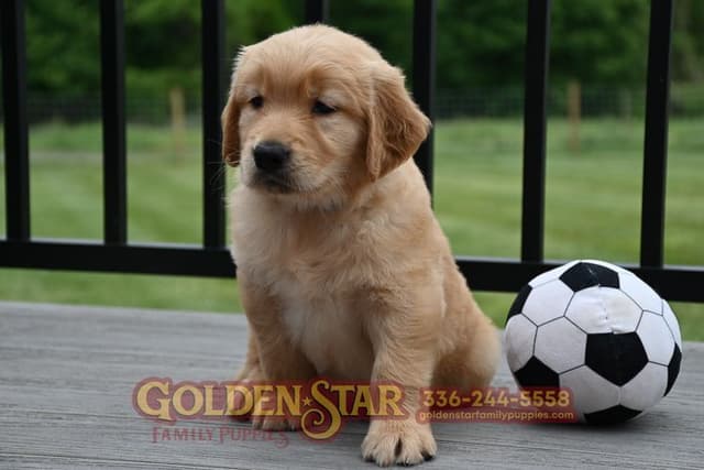 Golden Retriever Puppies media 14