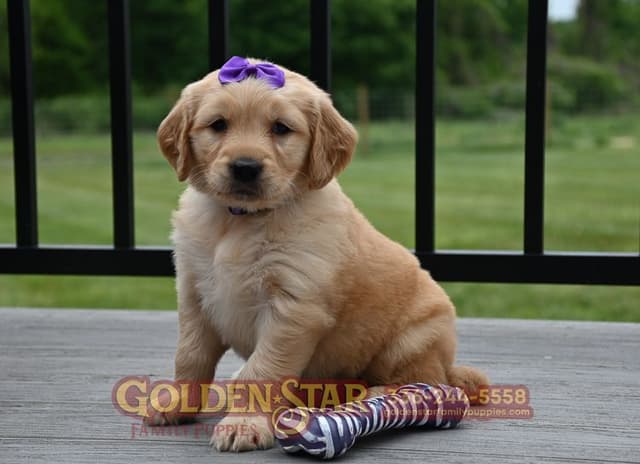 Golden Retriever Puppies media 19