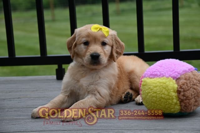 Golden Retriever Puppies media 18