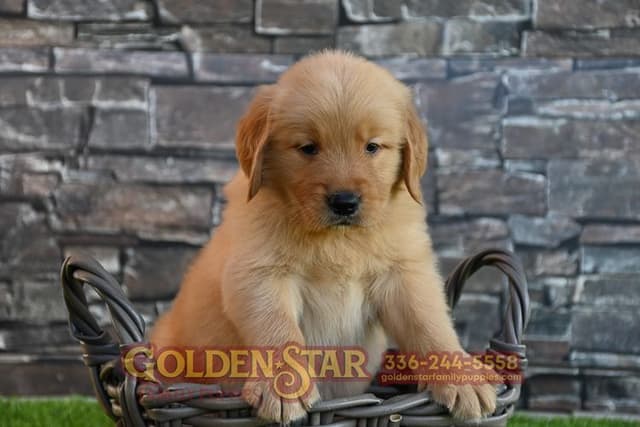Golden Retriever Puppies media 2