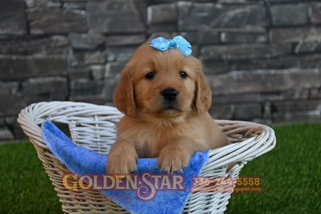 Golden Retriever Puppies media 3
