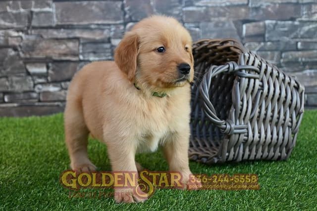Golden Retriever Puppies media 5