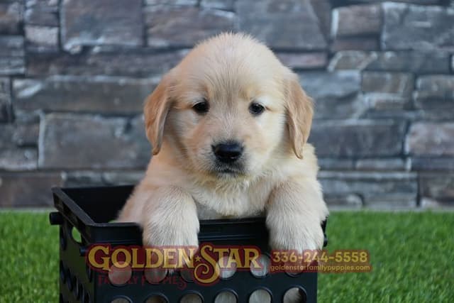 Golden Retriever Puppies media 4