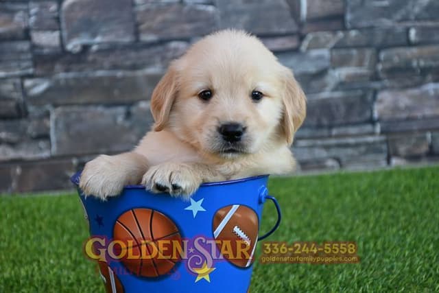 Golden Retriever Puppies media 8