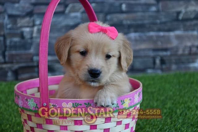 Golden Retriever Puppies media 9