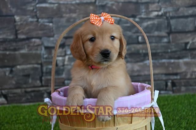 Golden Retriever Puppies media 6