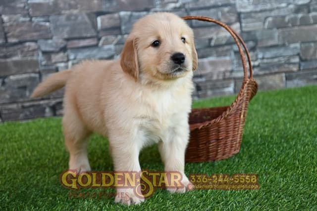 Golden Retriever Puppies media 7