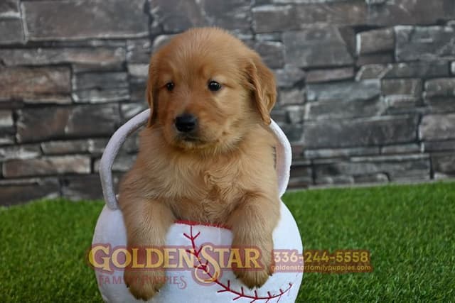 Golden Retriever Puppies media 13