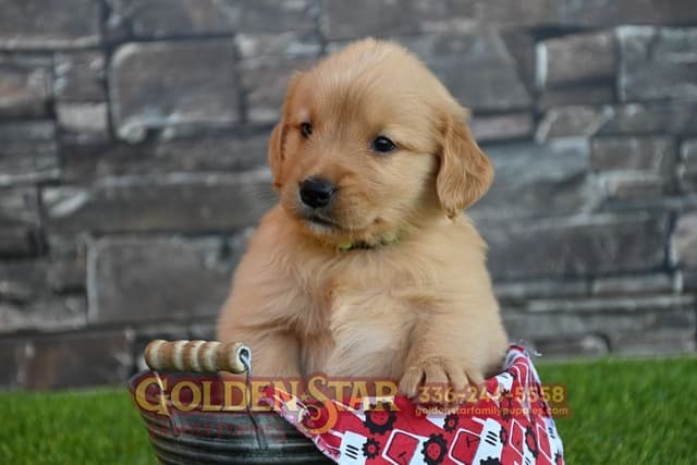 Golden Retriever Puppies media 24
