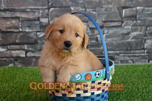 Golden Retriever Puppies media 15