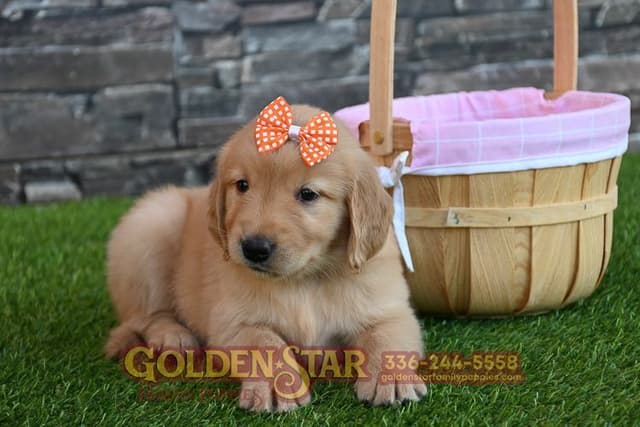 Golden Retriever Puppies media 10