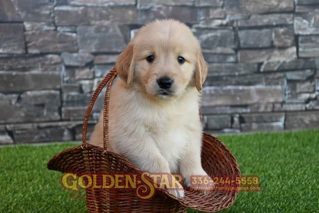 Golden Retriever Puppies media 16