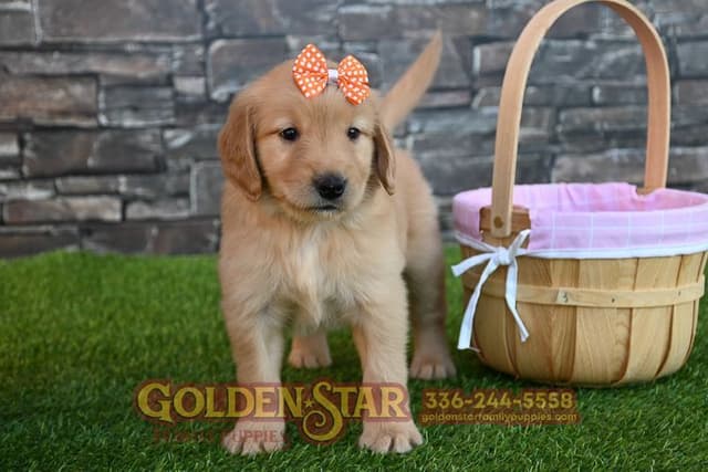 Golden Retriever Puppies media 12
