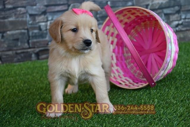 Golden Retriever Puppies media 18