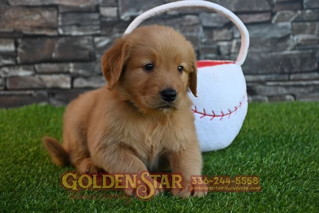 Golden Retriever Puppies media 27