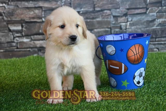 Golden Retriever Puppies media 21