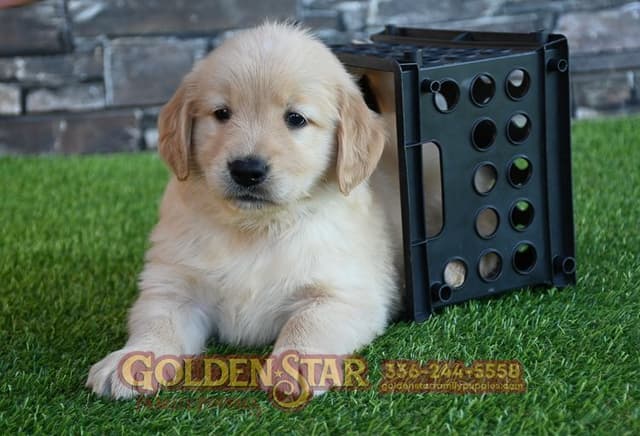 Golden Retriever Puppies media 17