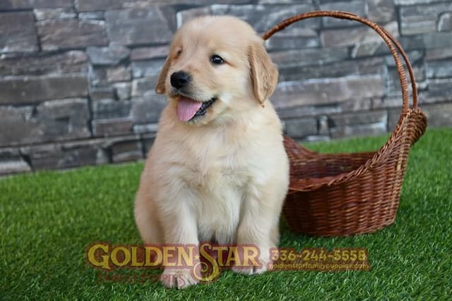Golden Retriever Puppies media 22