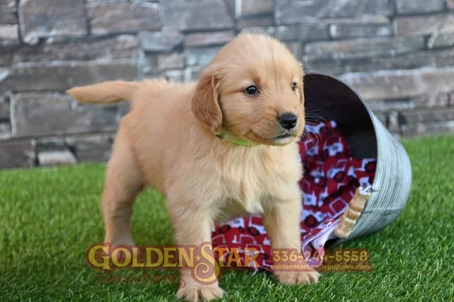 Golden Retriever Puppies media 26