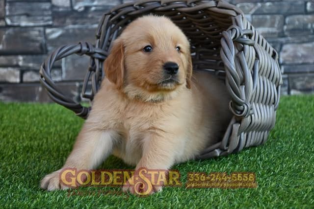 Golden Retriever Puppies media 19