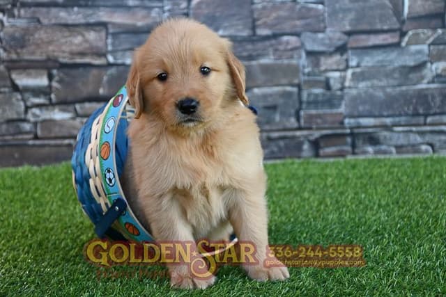 Golden Retriever Puppies media 31