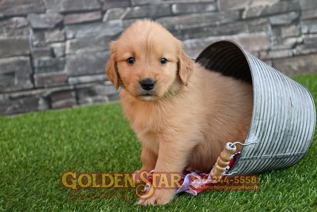 Golden Retriever Puppies media 14