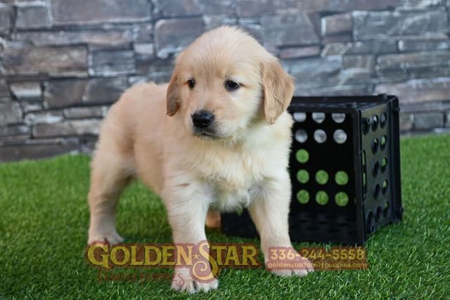 Golden Retriever Puppies media 25