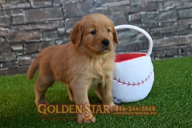 Golden Retriever Puppies media 28