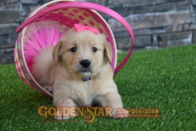 Golden Retriever Puppies media 23