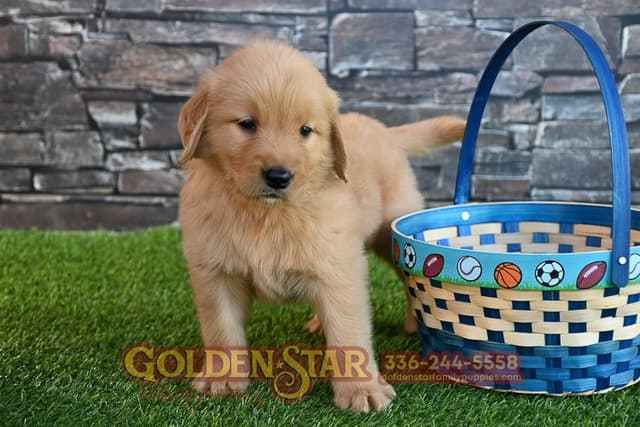 Golden Retriever Puppies media 29