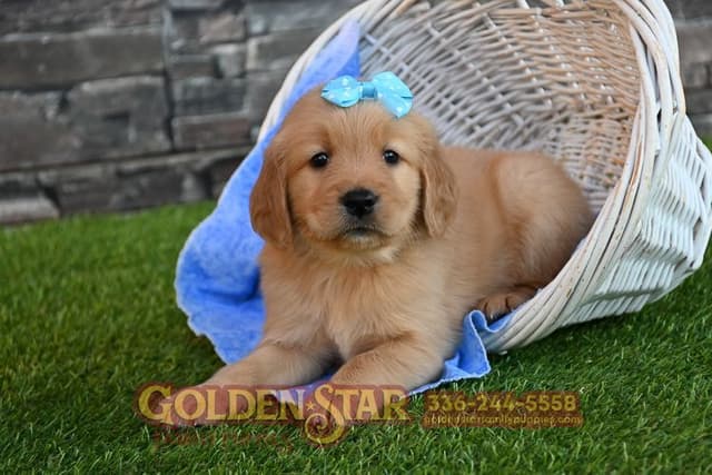Golden Retriever Puppies media 30
