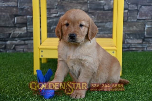 Golden Retriever Puppies media 5