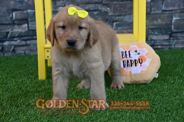 Golden Retriever Puppies media 4